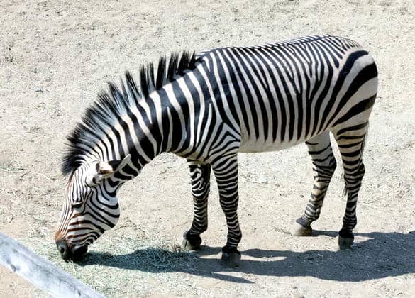動物図鑑・ハートマンヤマシマウマ